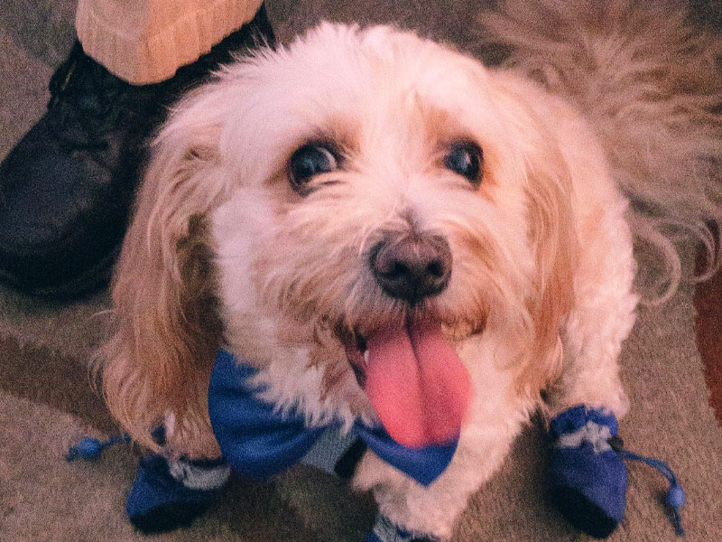 happy-dog