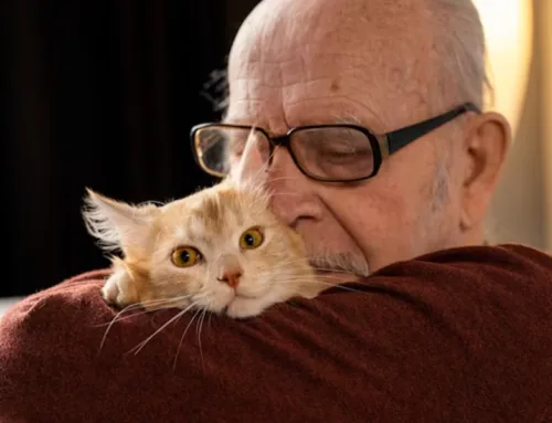 Happy Cat Month